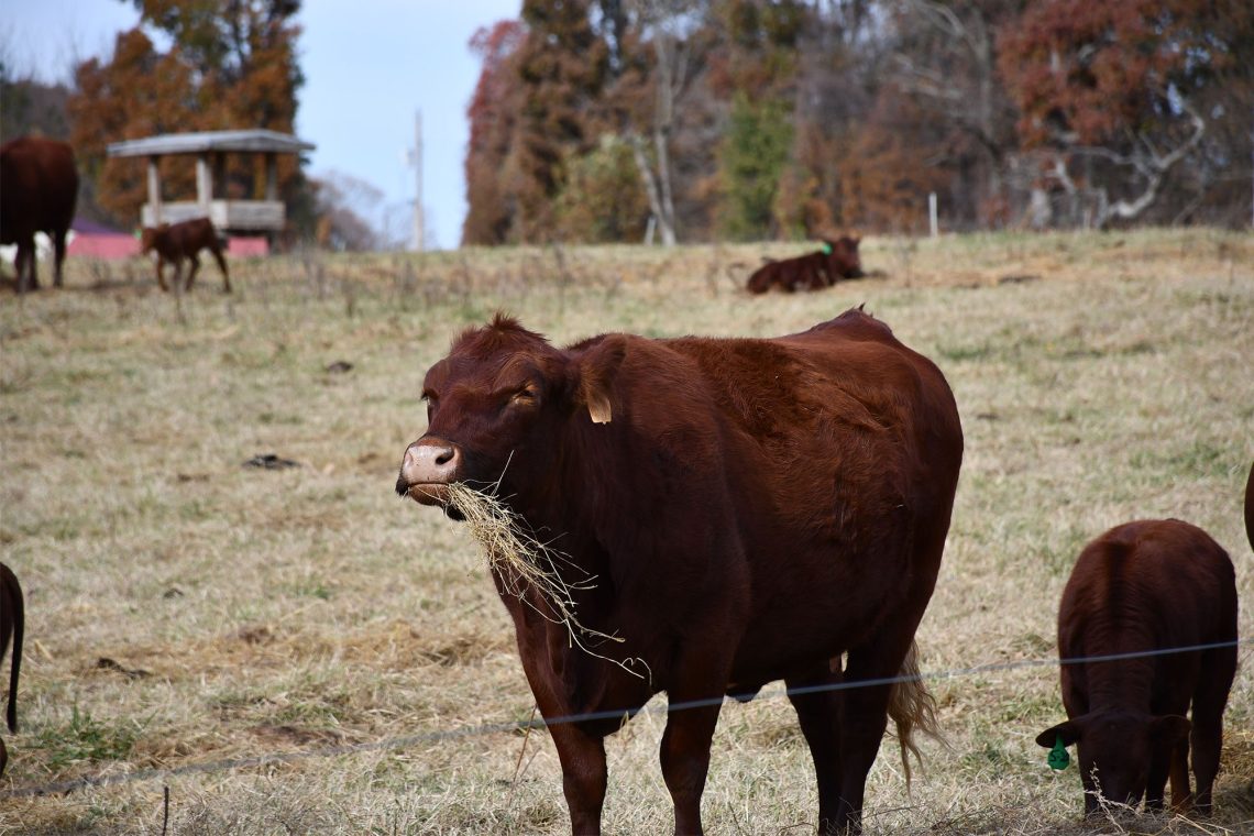 Grazing