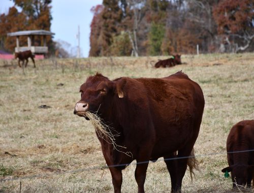 Grazing